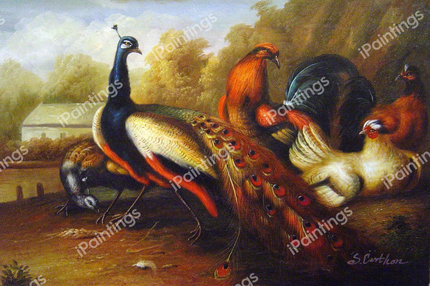 Peacock And Pheasant. The painting by Marmaduke Cradock