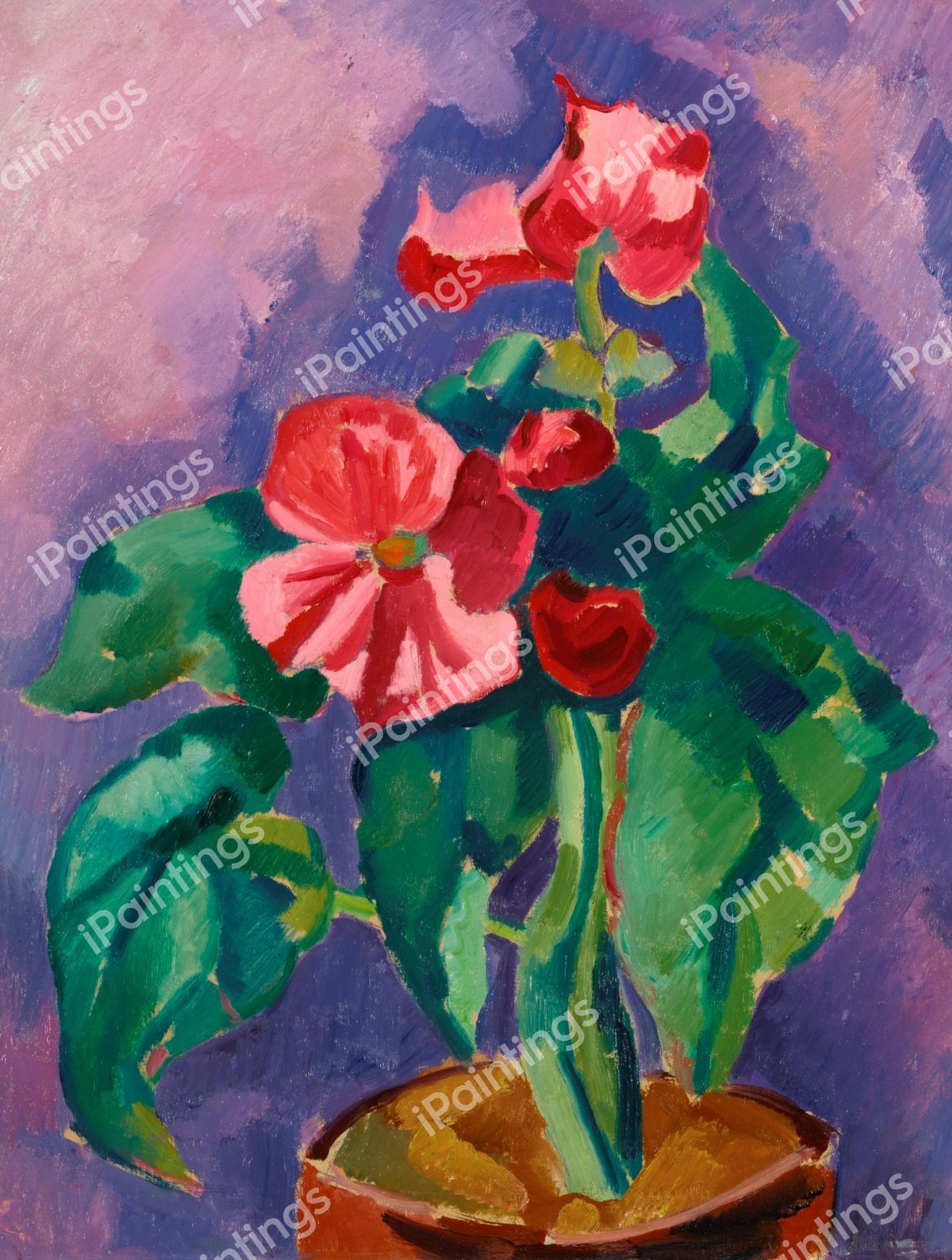 Pink Begonias (Still Life: Pink Begonia). The painting by Marsden Hartley