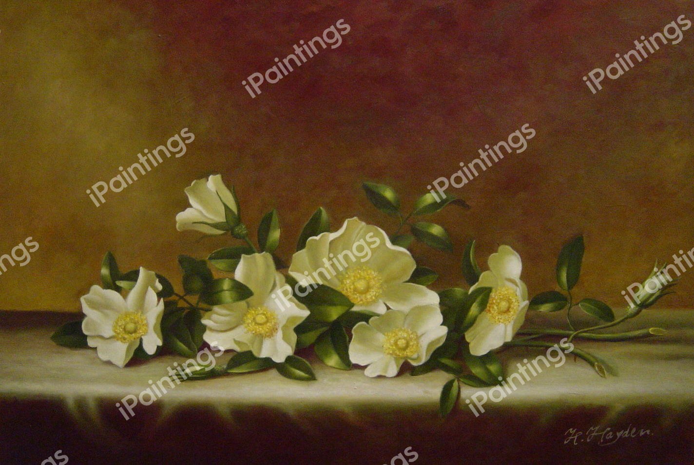 Cherokee Roses On A Light Gray Cloth. The painting by Martin Johnson Heade