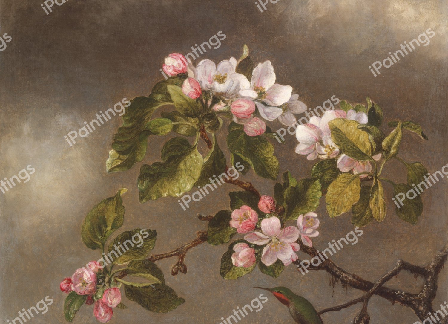 Hummingbird and Apple Blossoms. The painting by Martin Johnson Heade