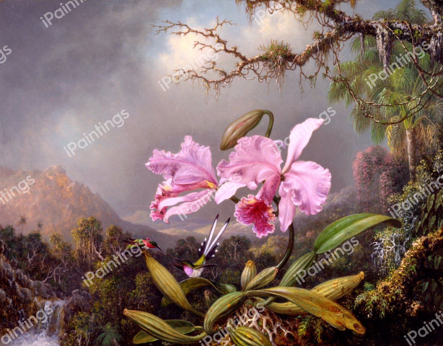Study of an Orchid. The painting by Martin Johnson Heade