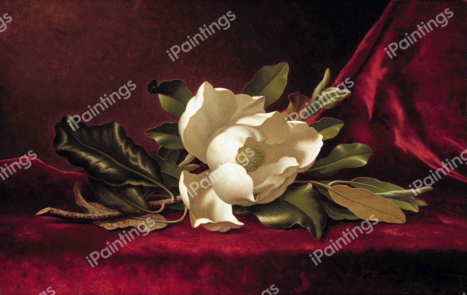 The Magnolia Blossom. The painting by Martin Johnson Heade