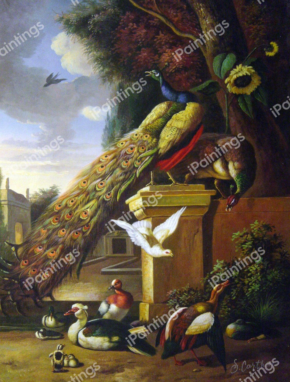 Peacocks And Ducks. The painting by Melchior De Hondecoeter
