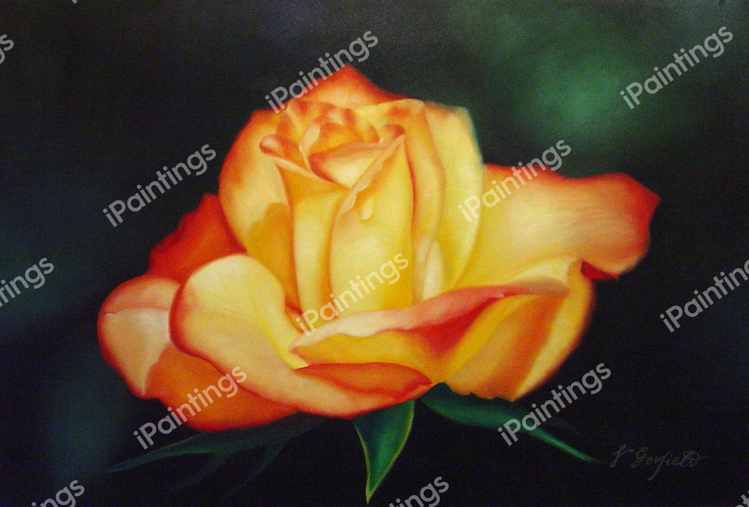 Morning Rose. The painting by Our Originals