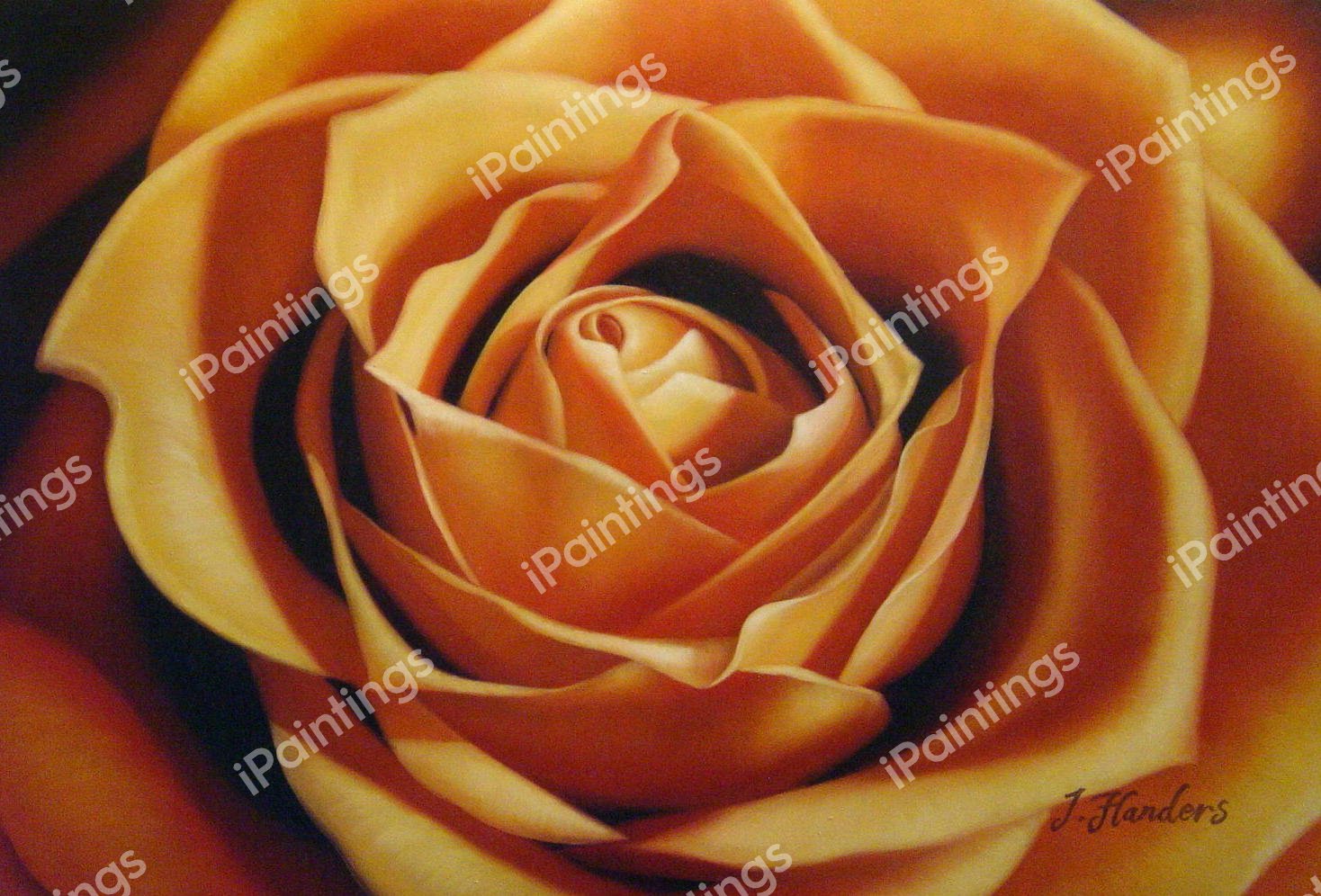 Orange Rose. The painting by Our Originals