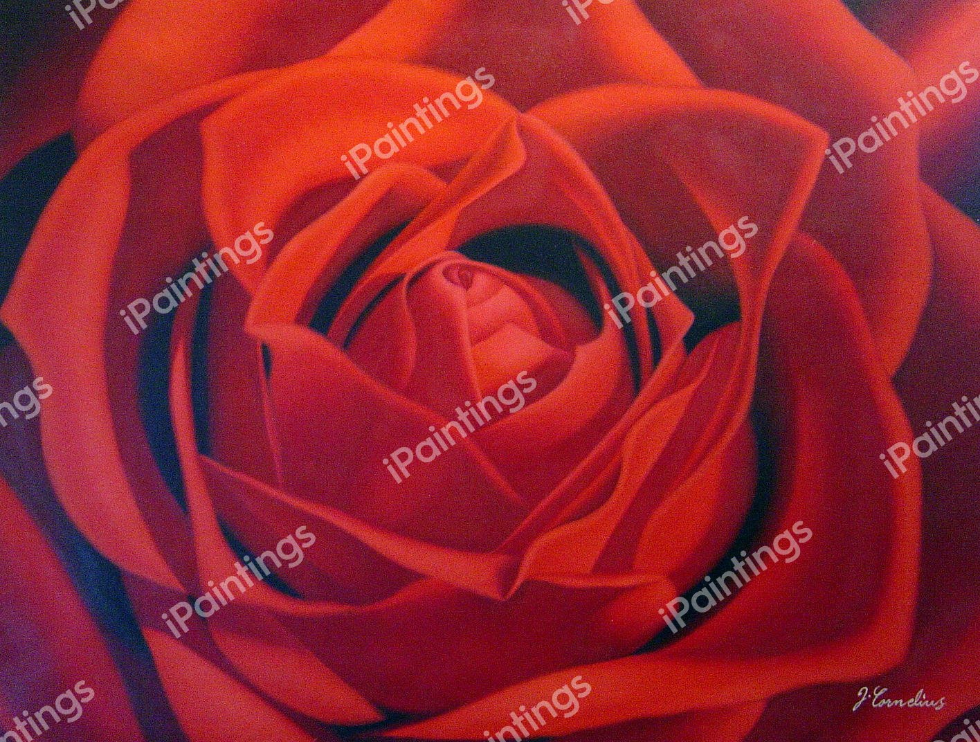 Outstanding Red Rose. The painting by Our Originals