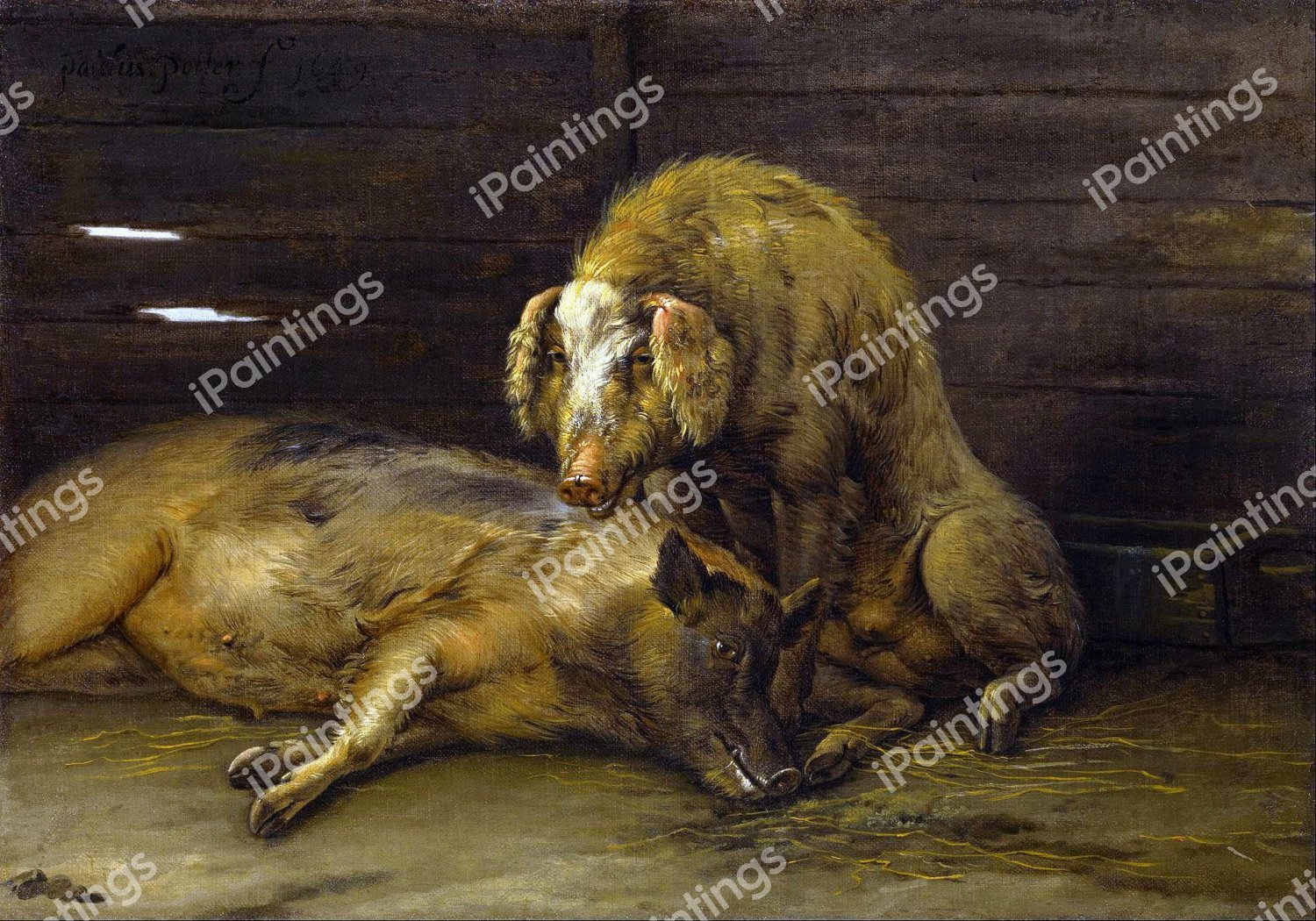 Two Pigs in a Sty. The painting by Paulus Potter