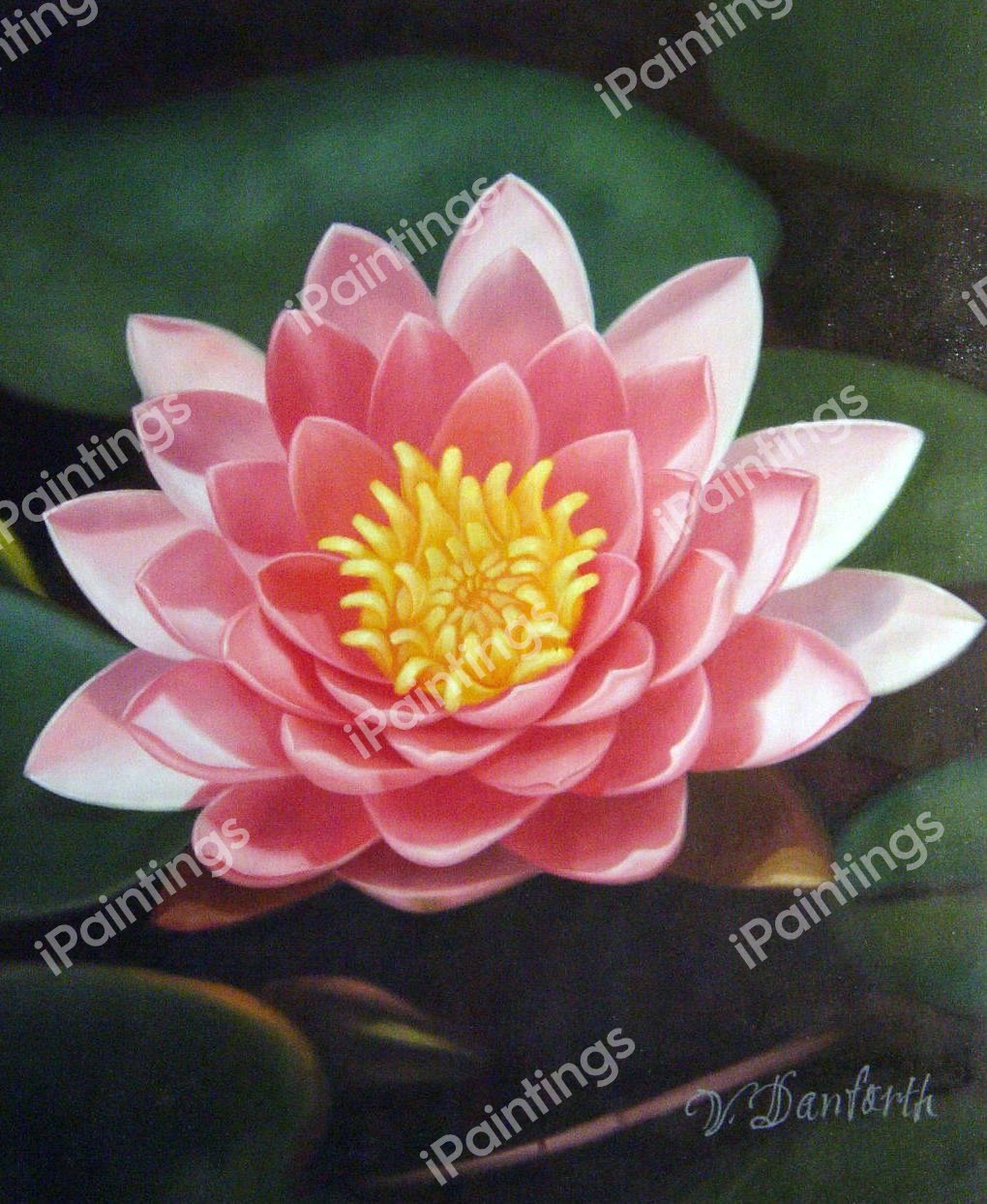 Pink Waterlily. The painting by Our Originals
