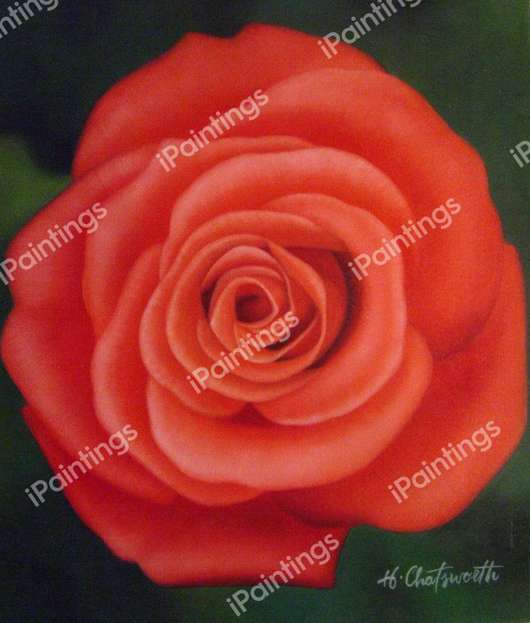 Stunning Red Rose. The painting by Our Originals