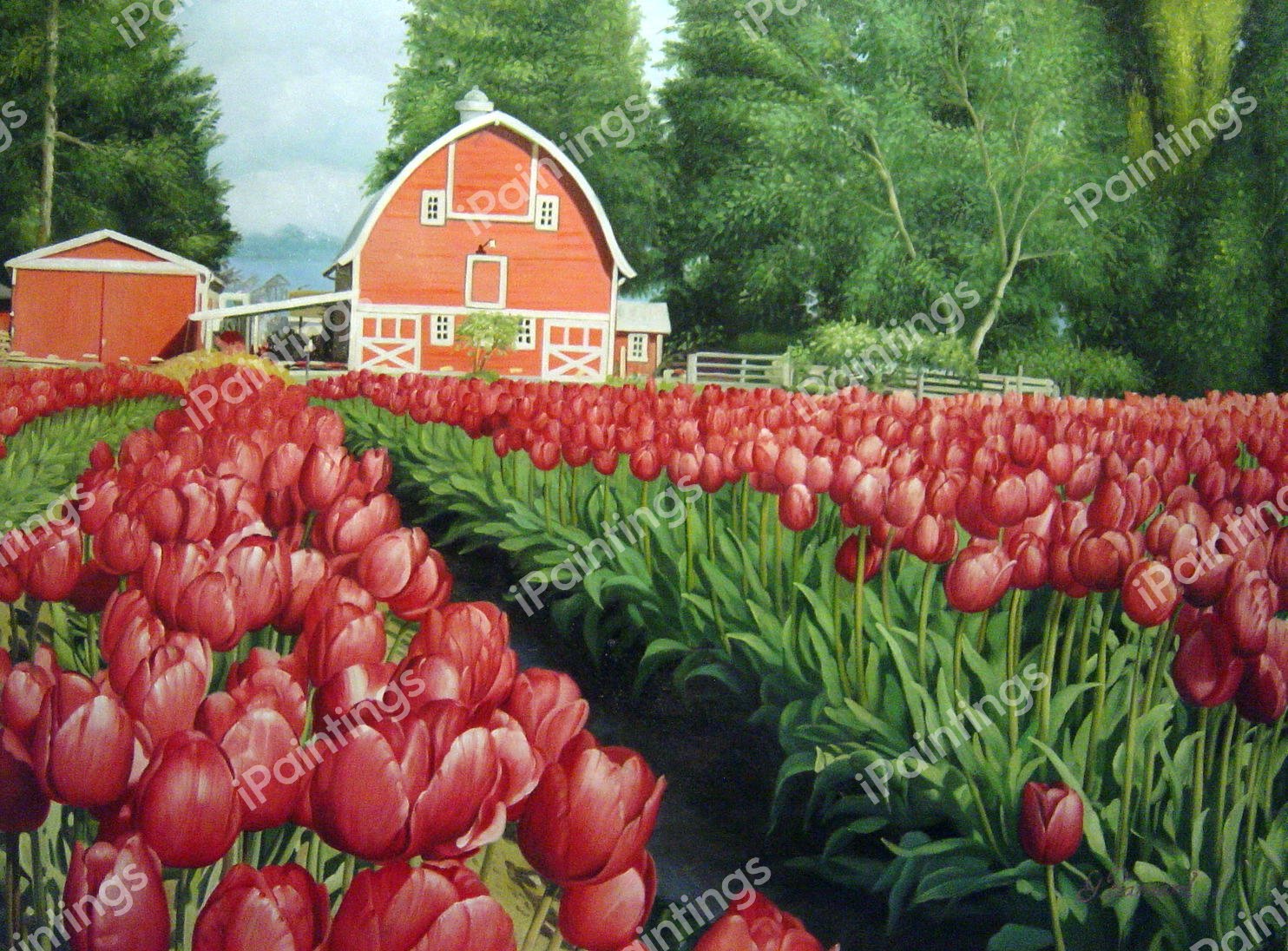 Tulips And Barn. The painting by Our Originals