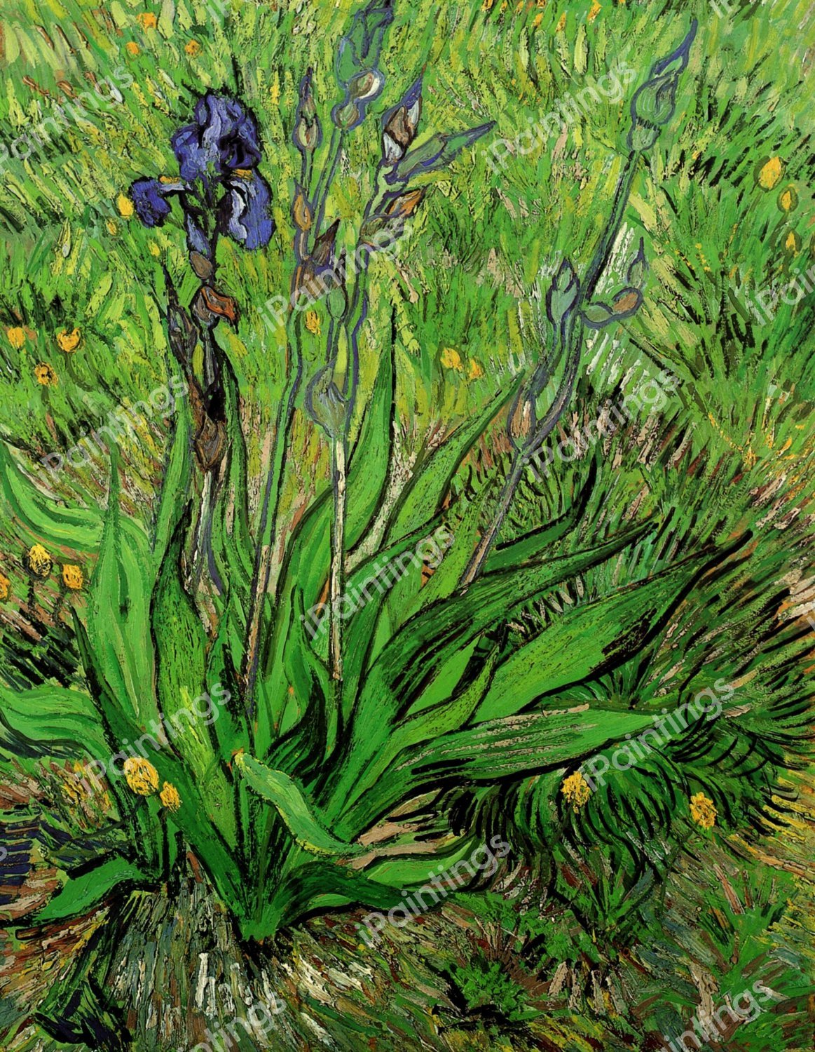 The Iris Painting by Vincent Van Gogh Reproduction