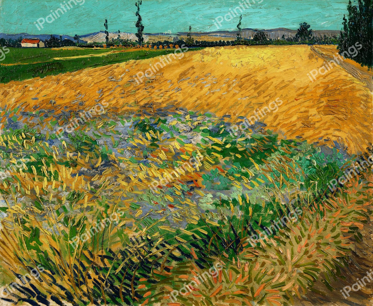 Wheatfield. The painting by Vincent Van Gogh