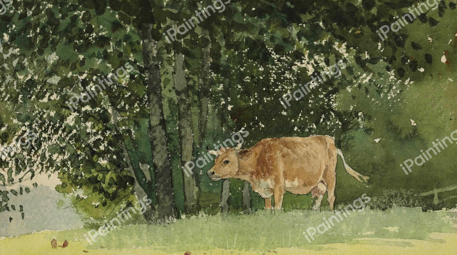Cow in Pasture. The painting by Winslow Homer