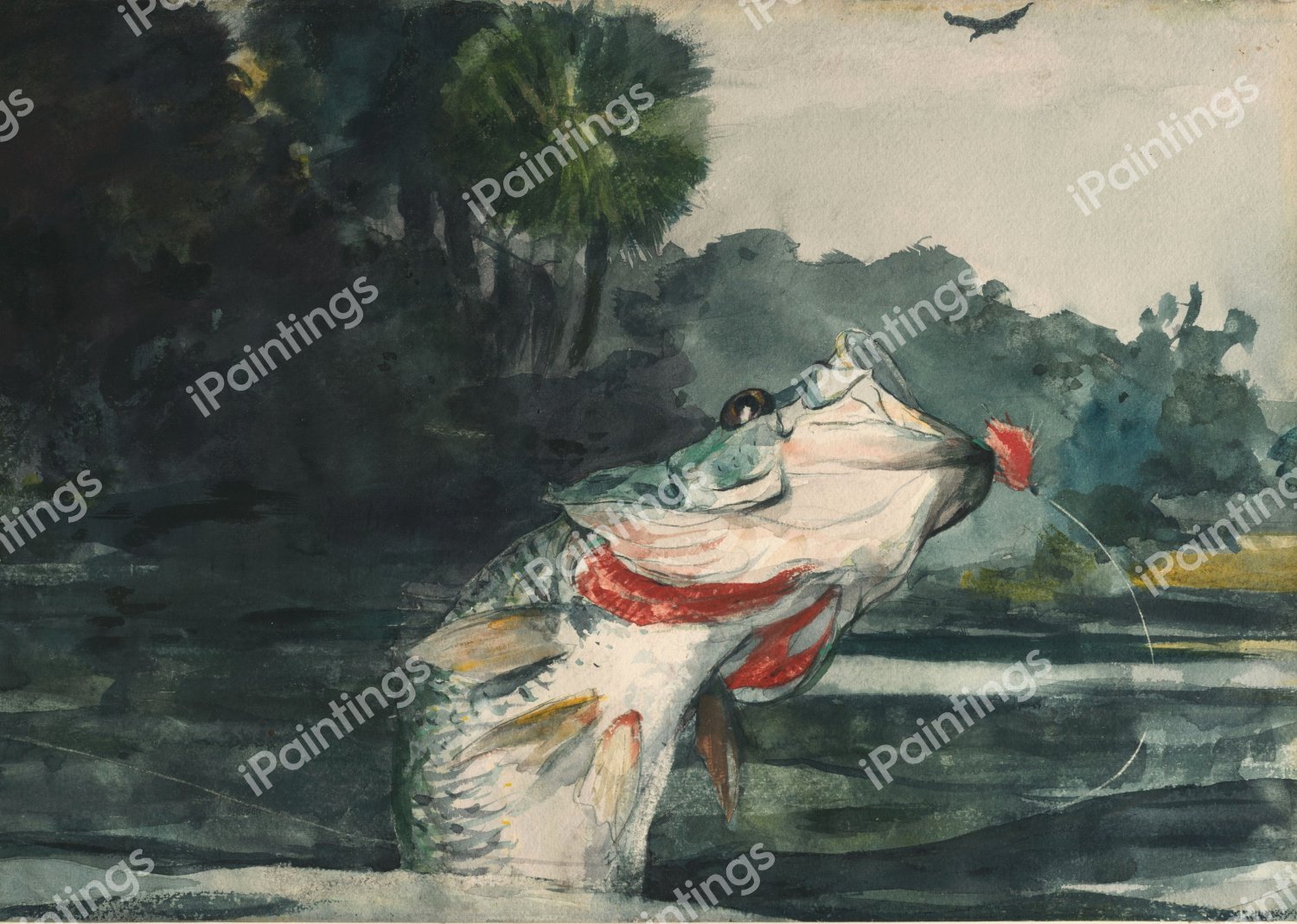 Life-Size Black Bass. The painting by Winslow Homer