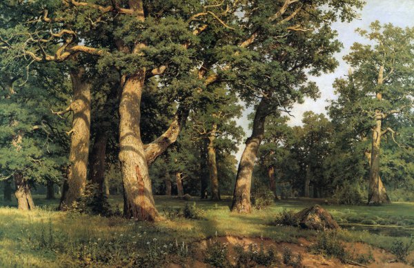 Oak Grove. The painting by Ivan Ivanovich Shishkin