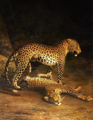 Two Leopards Lying in the Exeter, Jacques-Laurent Agasse, Art Paintings