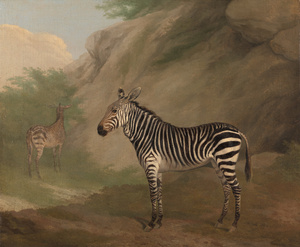 Jacques-Laurent Agasse, Zebra, Art Reproduction