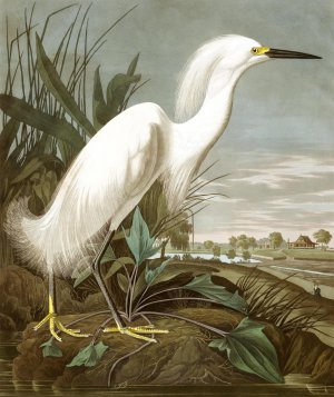 John James Audubon, A Snowy Heron, Painting on canvas