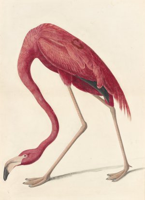 John James Audubon, American Flamingo, Painting on canvas