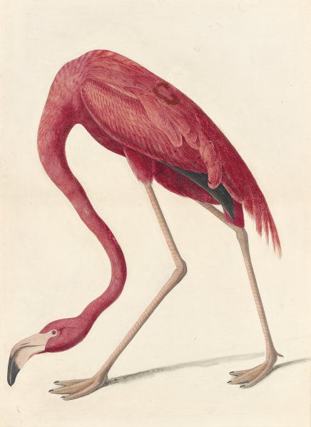 American Flamingo. The painting by John James Audubon