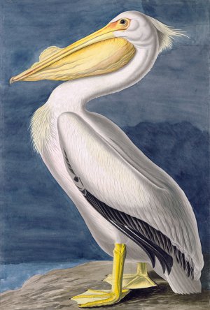 John James Audubon, American White Pelican, Painting on canvas