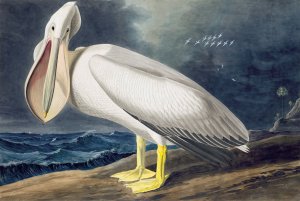 John James Audubon, American White Pelican, Painting on canvas