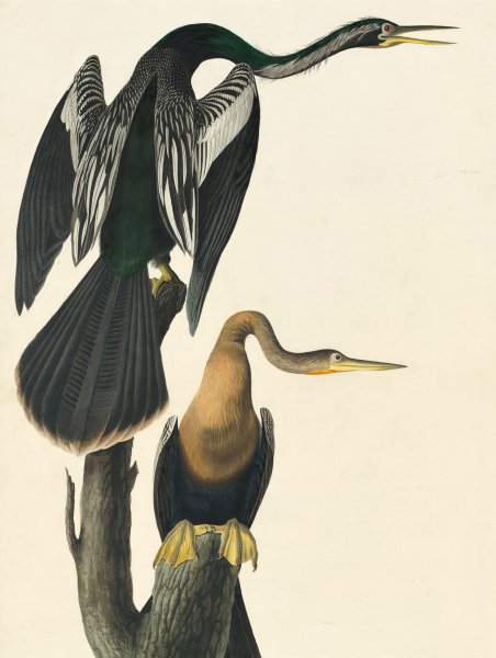 Anhinga. The painting by John James Audubon
