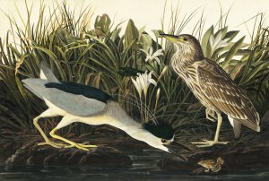 John James Audubon, Black Crowned Night Heron, Painting on canvas