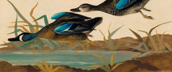 Blue Winged Teal. The painting by John James Audubon