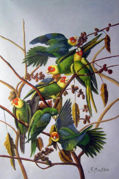 Carolina Parrots. The painting by John James Audubon