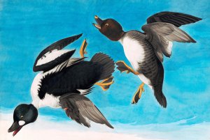 Reproduction oil paintings - John James Audubon - Common Goldeneye