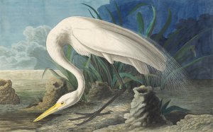 John James Audubon, Great Egret, Painting on canvas