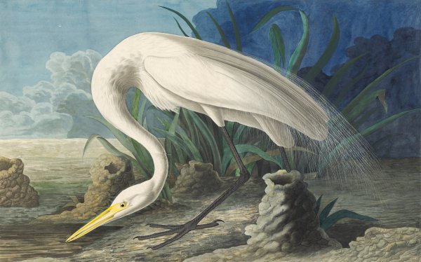 Great Egret. The painting by John James Audubon