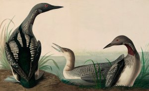 Reproduction oil paintings - John James Audubon - Green Heron