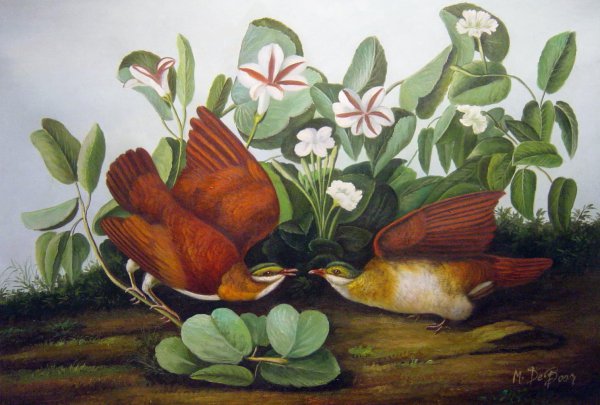 Key West Dove. The painting by John James Audubon