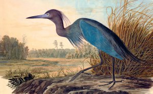 John James Audubon, Little Blue Heron, Painting on canvas