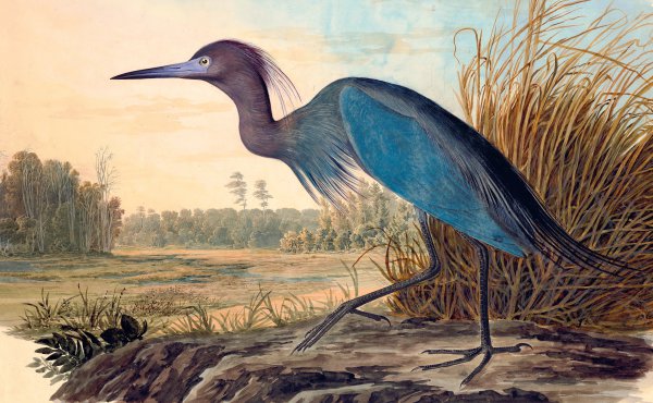 Little Blue Heron. The painting by John James Audubon