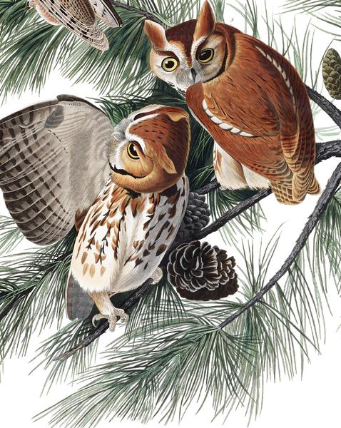 Little Screech Owl or Mottled Owl. The painting by John James Audubon