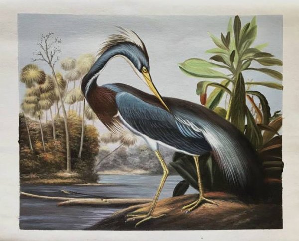 Louisiana Heron Oil Painting Reproduction