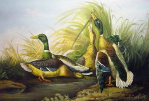 John James Audubon, Mallard Duck, Painting on canvas