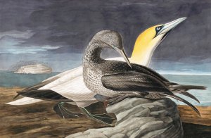 John James Audubon, Northern Gannet, Painting on canvas