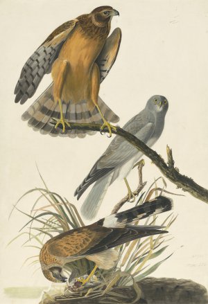 John James Audubon, Northern Harrier, Painting on canvas