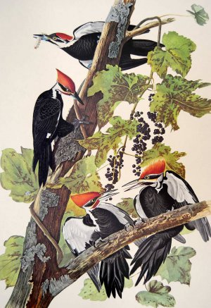 John James Audubon, Pileated Woodpecker, Painting on canvas
