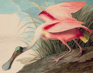 John James Audubon, Roseate Spoonbill, Painting on canvas