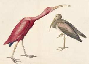 Reproduction oil paintings - John James Audubon - Scarlet Ibis