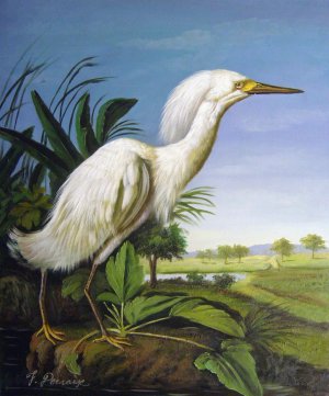 John James Audubon, Snowy Heron, Painting on canvas