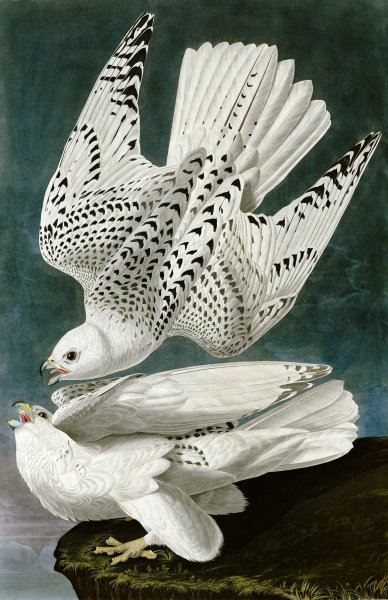 The White Gyrfalcons. The painting by John James Audubon