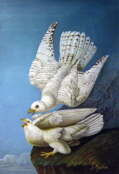 White Gerfalcons. The painting by John James Audubon