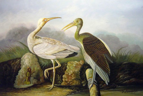 White Ibis. The painting by John James Audubon