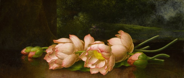 Egyptian Lotus Blossom. The painting by Martin Johnson Heade